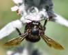 Xylocopa violacea